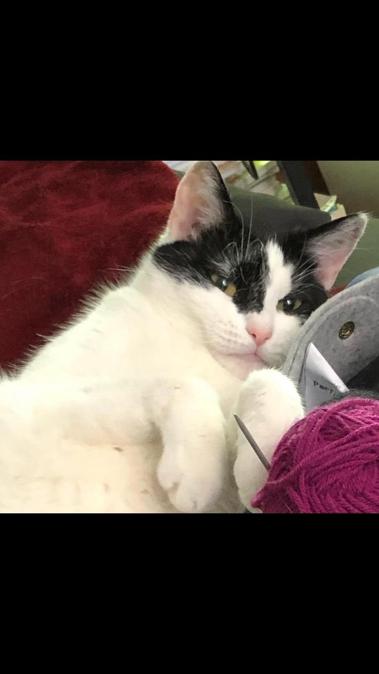 Suesse Katze kuschelt mit handgestrickten Socken - Berliner Gemuetlichkeit